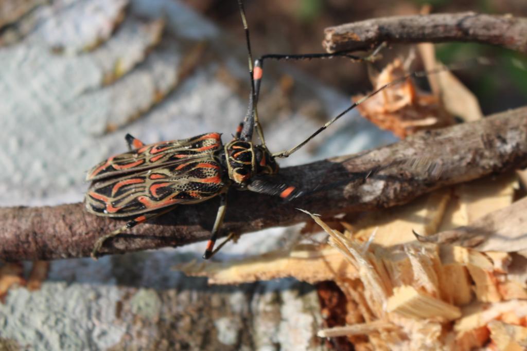 K'Erenda Homet Reserva Natural Πουέρτο Μαλντονάντο Εξωτερικό φωτογραφία